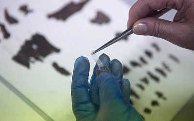 An Israel Antiquities Authority employee works on fragments of the Dead Sea Scrolls in Jerusalem on Friday, May 10, 2013. (photo credit: AP/Dan Balilty) 