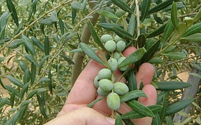 Early signs of what is expected to be a 200-hectare harvest next year. (photo credit: courtesy)