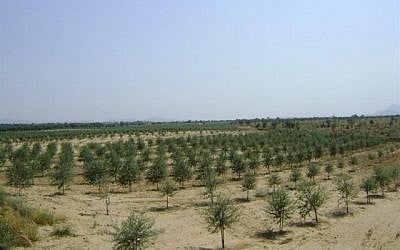 The pilot project has now blossomed into a system of organized olive cultivation in six regions in Rajasthan. (photo credit: courtesy)