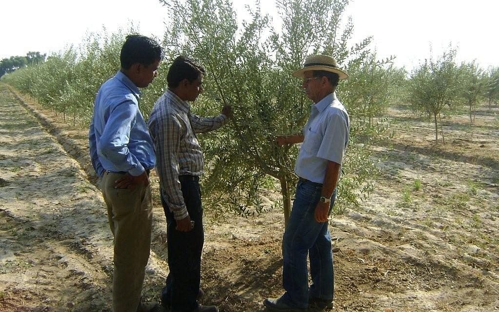 Indian farmers learning Israeli olive expertise in Rajasthan. (photo credit: courtesy) Indian farmers learning Israeli olive expertise in Rajasthan. (photo credit: courtesy)