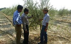 Indian farmers learning Israeli olive expertise in Rajasthan. (photo credit: courtesy)