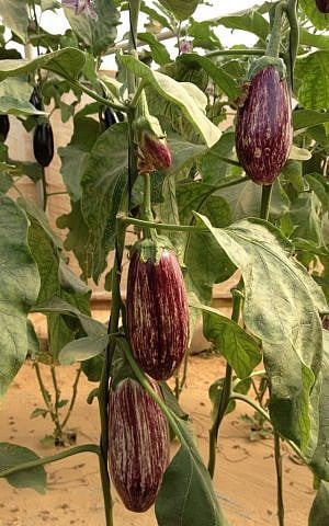Eggplants on the vine (photo credit: Jessica Steinberg/Times of Israel)