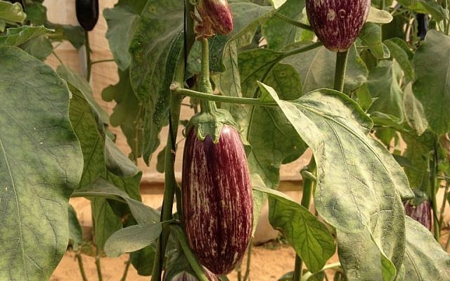 Eggplants on the vine (photo credit: Jessica Steinberg/Times of Israel) Eggplants on the vine (photo credit: Jessica Steinberg/Times of Israel)