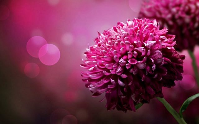 (illustrative flower image via Shutterstock)