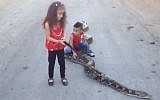 Two Ramallah children taking their pet snake for a walk. (photo credit: screen capture/YouTube)