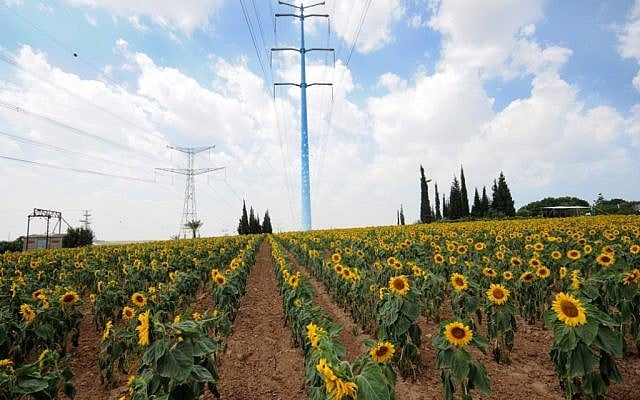 Sunflowers blooming on the Tom and Tomer Hilltop (Courtesy Tom and Tomer)