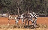 Zebras at Jerusalem's Biblicl Zoo (photo credit: Times of Israel)