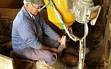 Illustrative: A French farmer force feeds a goose as part of the production of foie gras (photo credit: CC BY, Jerome S, Wikimedia Commons)