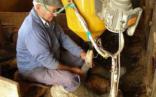 Illustrative: A French farmer force feeds a goose as part of the production of foie gras (photo credit: CC BY, Jerome S, Wikimedia Commons)