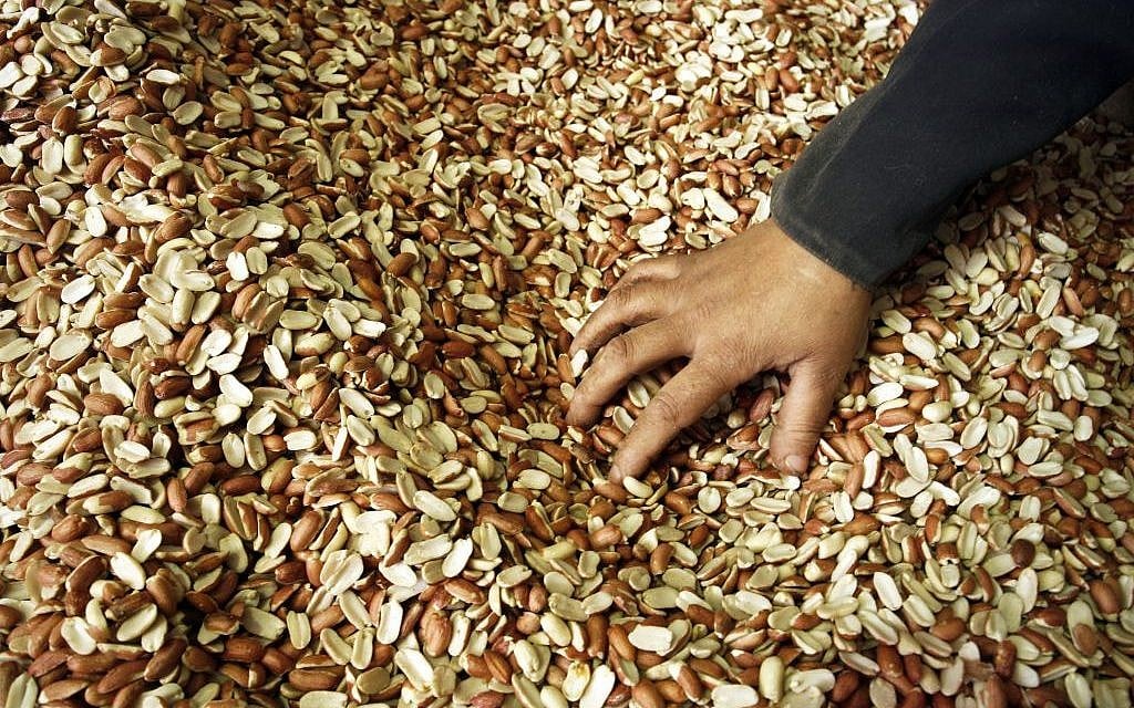 Fresh peanuts, heading to the roasting pan (photo credit: Abed Rahim Khatib/Flash 90) Fresh peanuts, heading to the roasting pan (photo credit: Abed Rahim Khatib/Flash 90)