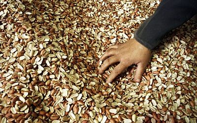 Fresh peanuts, heading to the roasting pan (photo credit: Abed Rahim Khatib/Flash 90)