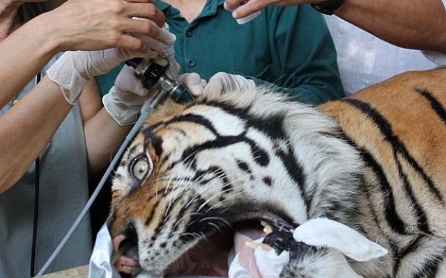Safari personnel give treatment to Pedang, a 14-year-old male Sumatran tiger suffering from chronic ear problems, at the Ramat Gan safari. June 27, 2013. (Photo credit: Ramat Gan Safari/FLASH90) Safari personnel give treatment to Pedang, a 14-year-old male Sumatran tiger suffering from chronic ear problems, at the Ramat Gan safari. June 27, 2013. (Photo credit: Ramat Gan Safari/FLASH90)