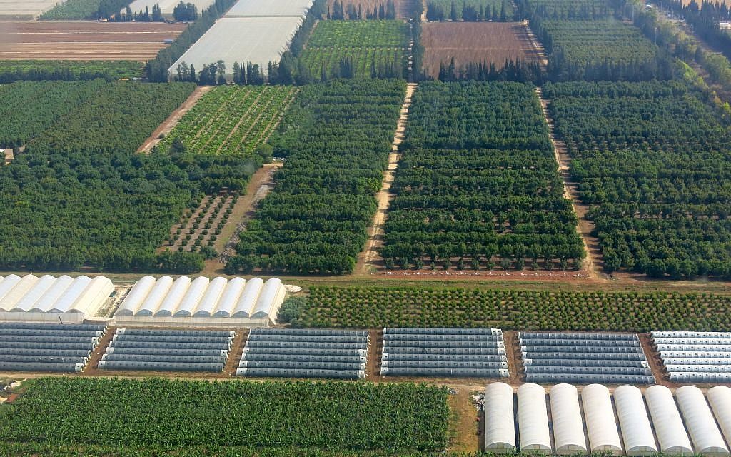 The other Israeli army: neat ranks of crops pack the landscape like so many sentries. (photo: Qanta Ahmed)