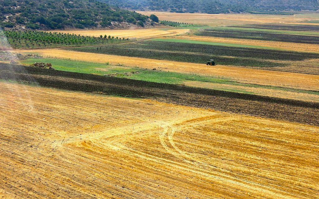 The golden land of Galilee. (photo: Qanta Ahmed)