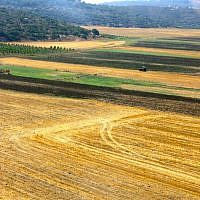 The golden land of Galilee. (photo: Qanta Ahmed)