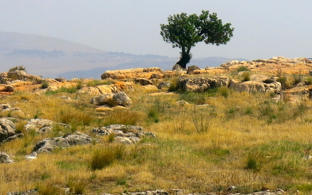 Ascending a precipice, we approach a lone tree reaching upwards to its Maker. (photo: Qanta Ahmed)