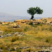 Ascending a precipice, we approach a lone tree reaching upwards to its Maker. (photo: Qanta Ahmed)