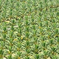 Rolling land, feeds, nurtures, inspires, survives... (photo: Qanta Ahmed)