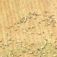Rolling land, feeds, nurtures, inspires, survives... (photo: Qanta Ahmed)