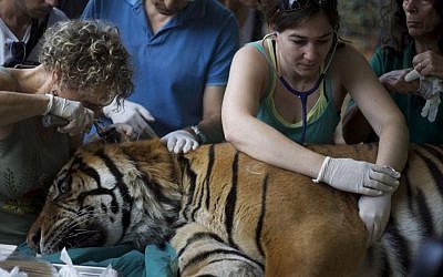 Veterinarian Gila Tzur, left, examines Pedang, a 14-year-old male Sumatran tiger that has been suffering from chronic ear problems, as it goes through a holistic treatment based on acupuncture at different points in his body and ears in the Ramat Gan Safari near Tel Aviv, Israel, Sunday, June 9, 2013. (photo credit: AP/Ariel Schalit)