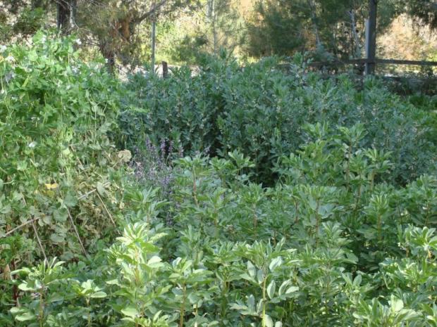 Maggie Rosenberg's organic garden in Nataf (Courtesy Maggie's Garden)