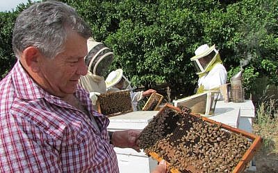 Haim Efrat, head of the Ministry of Agriculture’s beekeeping division and one of Israel’s foremost experts on the bee, examines a hive. (photo credit: Debra Kamin)