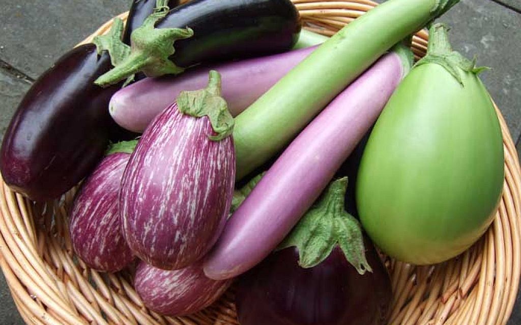 The eggplant harvest at Chubeza organic farm in Israel (Courtesy Chubeza) The eggplant harvest at Chubeza organic farm in Israel (Courtesy Chubeza)