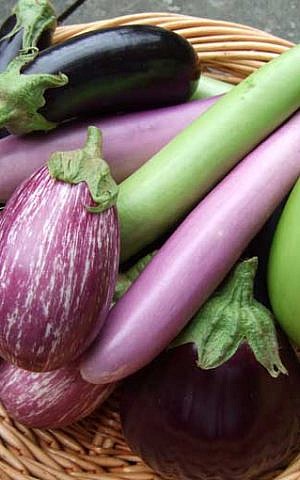 The eggplant harvest at Chubeza organic farm in Israel (Courtesy Chubeza)