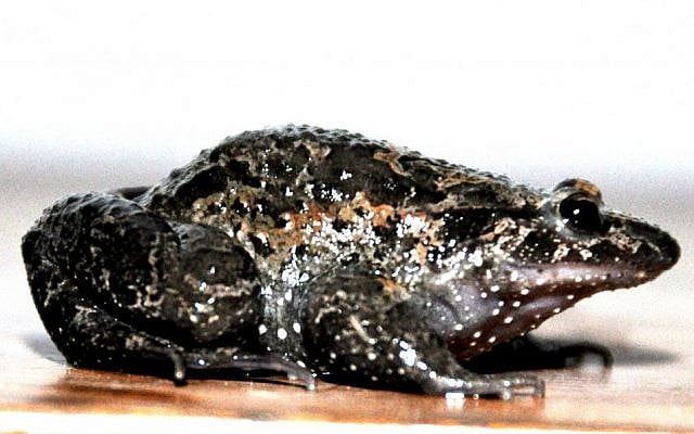 The once extinct Hula painted frog, native to Israel’s north, was declared extinct and then rediscovered and dubbed a 'living fossil.' (courtesy, Sarig Gafny) The once extinct Hula painted frog, native to Israel’s north, was declared extinct and then rediscovered and dubbed a 'living fossil.' (courtesy, Sarig Gafny)