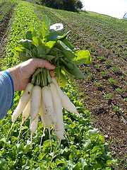 Roee Feuchwtanger and a bunch of xx in his fields (Courtesy Gan HaSade)