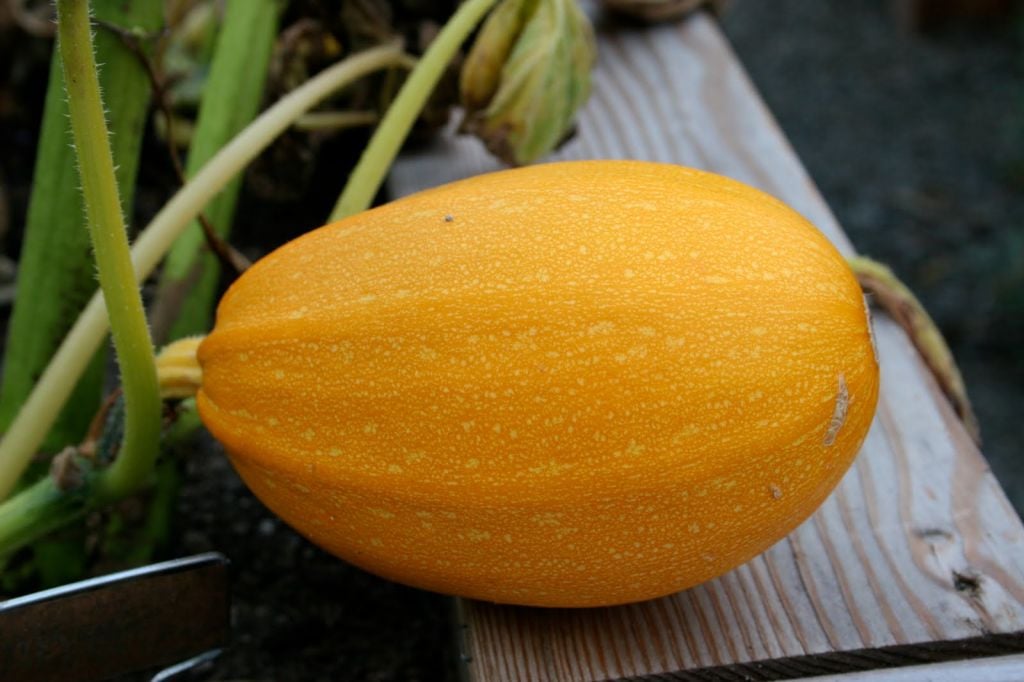A spaghetti squash from Chubeiza (Courtesy Chubeiza)