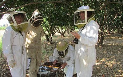 Vicky Soroker, far right, stands with a team of bee researchers on Tzrifin Farm. (photo by Debra Kamin)