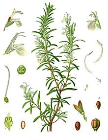 A sprig of rosemary, for a more savory-flavored water (Wiki commons)