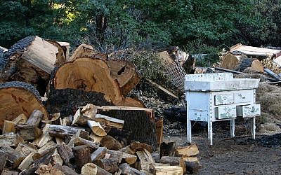 Fallen trees at Camp Tawonga. (photo credit: CC BY-SA Thinkpipes, Flickr)