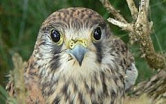 A kestrel. (photo credit: CC BY mozzercork, Flickr)