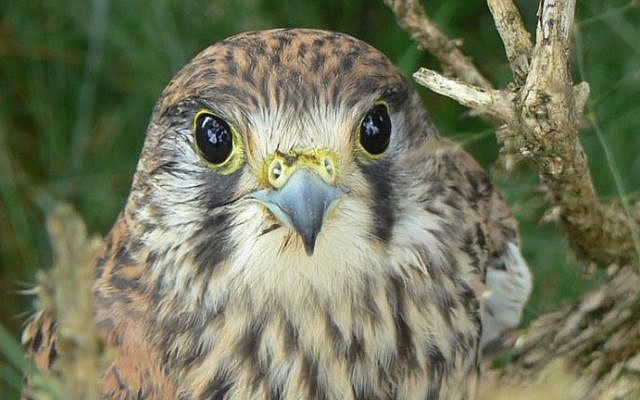 A kestrel. (photo credit: CC BY mozzercork, Flickr)