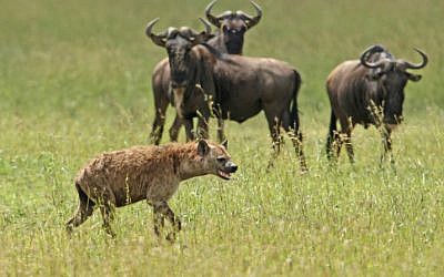 A Hyena stalks wilderbeasts in the Serengeti (photo credit: Haim Shohat/Flash90)