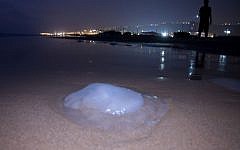 A dead jellyfish on the beach in Haifa. (photo credit: Shay Levy/Flash90)