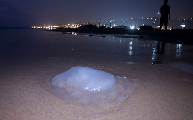 A dead jellyfish on the beach in Haifa. (photo credit: Shay Levy/Flash90) A dead jellyfish on the beach in Haifa. (photo credit: Shay Levy/Flash90)
