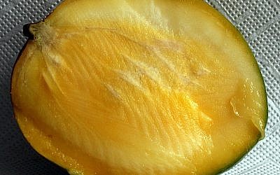 The rosy-orbed mango, great for chutneys or sweet desserts (photo credit: Hedwig Storch/CC-BY-SA-3.0)
