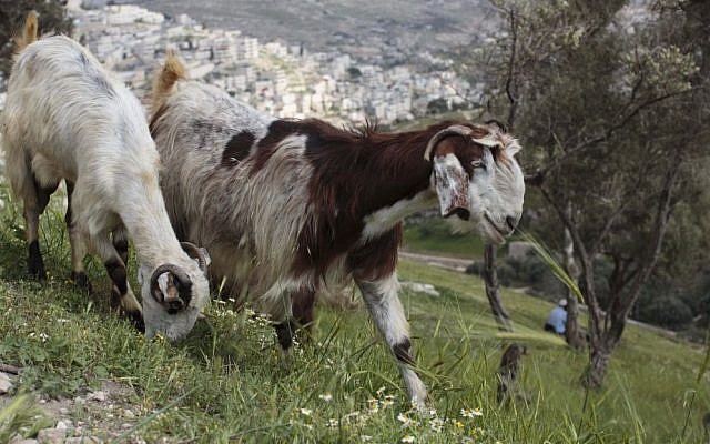 Illustrative photo of goats (Sarah Schuman/Flash90)
