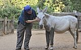 Haim the donkey poses with his new pants next to his caretaker at the Safari in Ramat Gan (photo credit: courtesy/Zoological Center Tel Aviv - Ramat Gan)