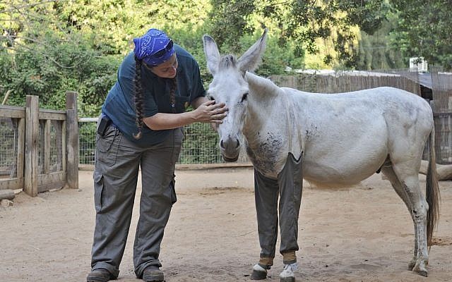 Haim the donkey poses with his new pants next to his caretaker at the Safari in Ramat Gan (photo credit: courtesy/Zoological Center Tel Aviv - Ramat Gan) Haim the donkey poses with his new pants next to his caretaker at the Safari in Ramat Gan (photo credit: courtesy/Zoological Center Tel Aviv - Ramat Gan)