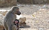 Sigal with her still-unnamed newborn. (photo credit: Tibor Jeger)