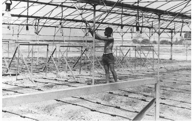First drip irrigation device in an old greenhouse, Kibbutz Hatzerim, Israel, 1967 (Photo credit: Courtesy Netafim)