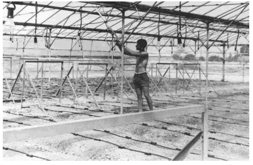 First drip irrigation device in an old greenhouse, Kibbutz Hatzerim, Israel, 1967 (Courtesy Netafim) First drip irrigation device in an old greenhouse, Kibbutz Hatzerim, Israel, 1967 (Courtesy Netafim)