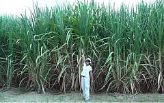 A sugar cane project in Peru using Netafim drip irrigation systems (Photo credit: Courtesy Netafim)