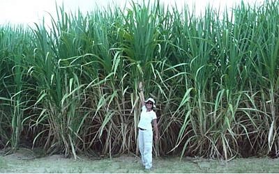 A sugar cane project in Peru using Netafim drip irrigation systems (Photo credit: Courtesy Netafim)