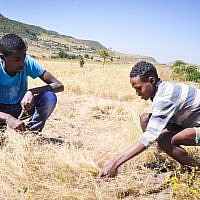 Buyota Mengisto learns about culling teff, a popular grain in Ethiopia, from a local shepherd (photo credit: Michal Shmulovich/ToI)