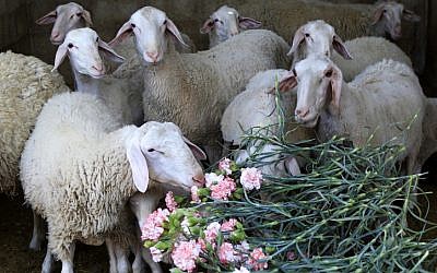 Illustrative: Sheep feed on carnations, April 26, 2013.  (Abed Rahim Khatib/Flash90)